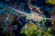Bonaire-Curacao - Unterwasser_13