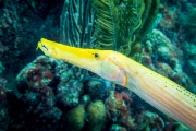 Bonaire-Curacao - Unterwasser_25