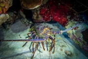 Bonaire-Curacao - Unterwasser_27