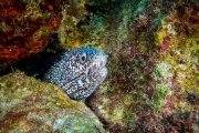 Bonaire-Curacao - Unterwasser_28