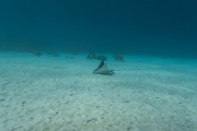 Bonaire-Curacao - Unterwasser_35
