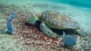 Bonaire-Curacao
