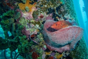 Bonaire-Curacao