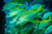 Bonaire-Curacao - Unterwasser_7
