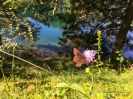 Fernsteinsee - Samarangersee 2019_14